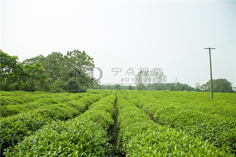 茶叶厂外景拍摄